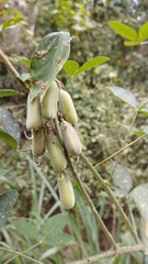 Crotalaria incana