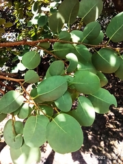 Pseudolachnostylis maprouneifolia