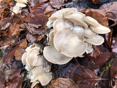 Leucocybe connata
