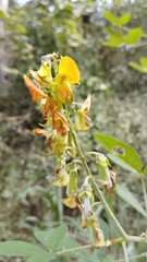 Crotalaria incana
