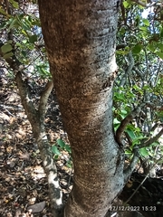 Pseudolachnostylis maprouneifolia