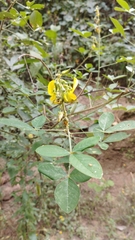 Crotalaria incana