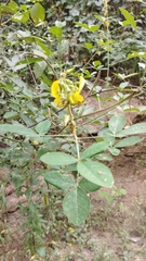 Crotalaria incana
