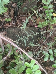 Polygala hottentotta