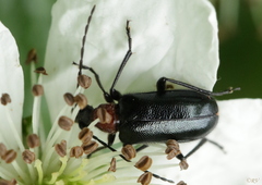 Dinoptera collaris