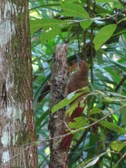 Dendrocolaptes sanctithomae