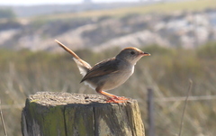 Cisticola subruficapilla