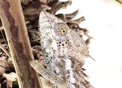 Furcifer verrucosus