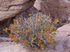 Eriogonum corymbosum
