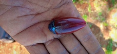 Sternocera chrysis