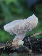 Hypomyces tubariicola
