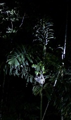 Choloepus didactylus