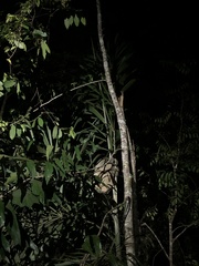 Choloepus didactylus