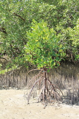 Rhizophora