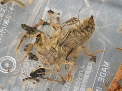 Anotogaster sieboldii sieboldii