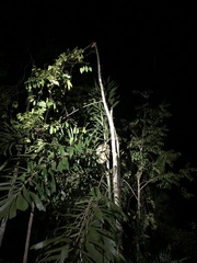 Choloepus didactylus