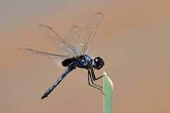 Urothemis edwardsii