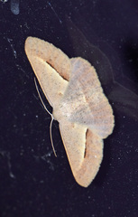 Isturgia penthearia