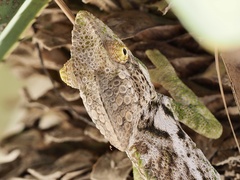 Furcifer verrucosus