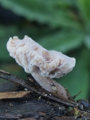 Hypomyces tubariicola