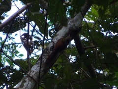 Lepidocolaptes souleyetii