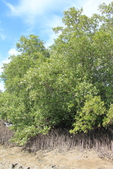 Avicennia marina