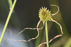 Cyperus erectus