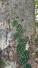 Piper sylvestre