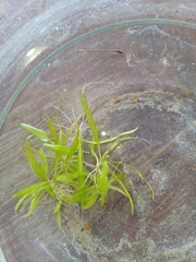 Echinodorus berteroi