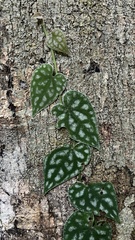 Piper sylvestre