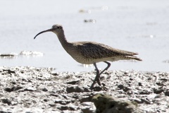 Numenius phaeopus