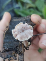 Hypomyces tubariicola