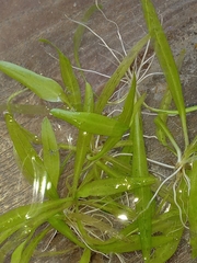 Echinodorus berteroi