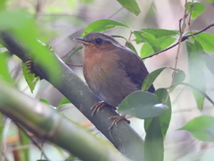 Conopophaga lineata