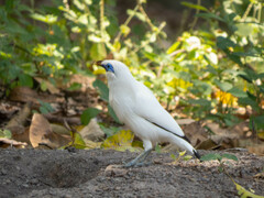 Leucopsar rothschildi