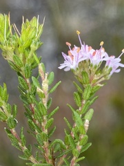Agathosma cerefolium