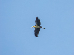 Leptoptilos javanicus