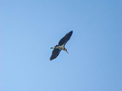 Leptoptilos javanicus