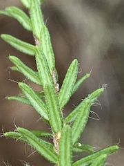 Agathosma cerefolium