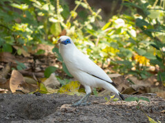 Leucopsar rothschildi