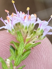 Agathosma cerefolium