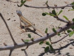 Chalarodon madagascariensis