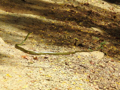 Chironius bicarinatus