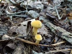 Cantharellus chicagoensis