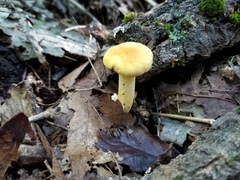 Cantharellus chicagoensis
