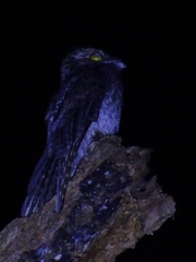 Nyctibius jamaicensis