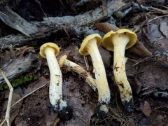 Cantharellus chicagoensis