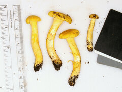 Cantharellus chicagoensis