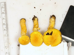 Cantharellus chicagoensis