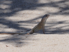 Chalarodon madagascariensis